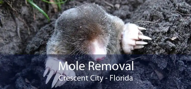 Mole Removal Crescent City - Florida
