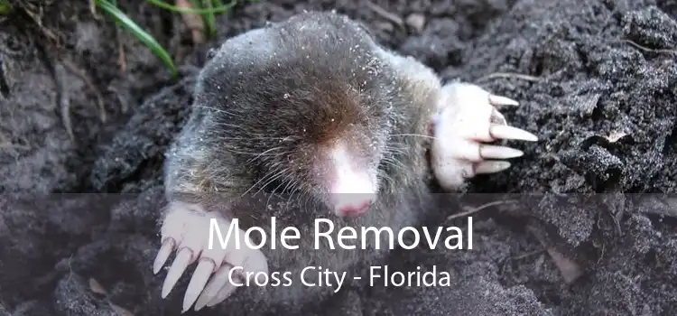 Mole Removal Cross City - Florida