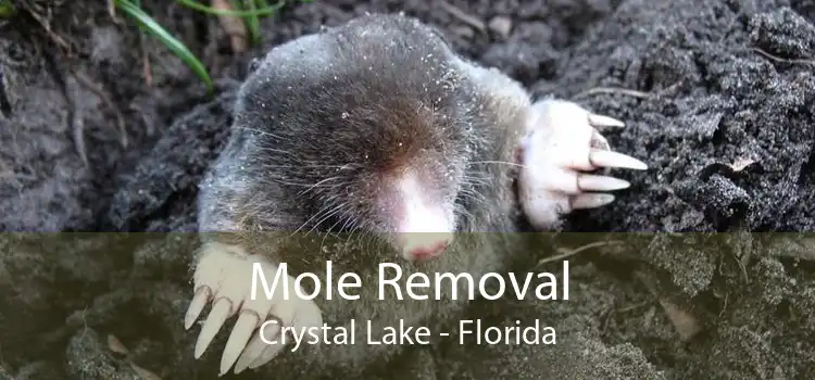 Mole Removal Crystal Lake - Florida