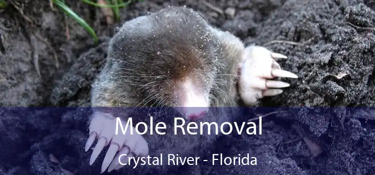 Mole Removal Crystal River - Florida