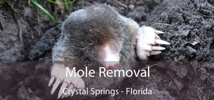 Mole Removal Crystal Springs - Florida