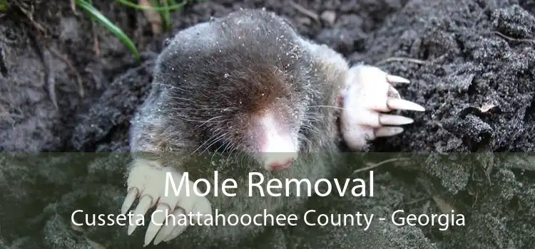 Mole Removal Cusseta Chattahoochee County - Georgia