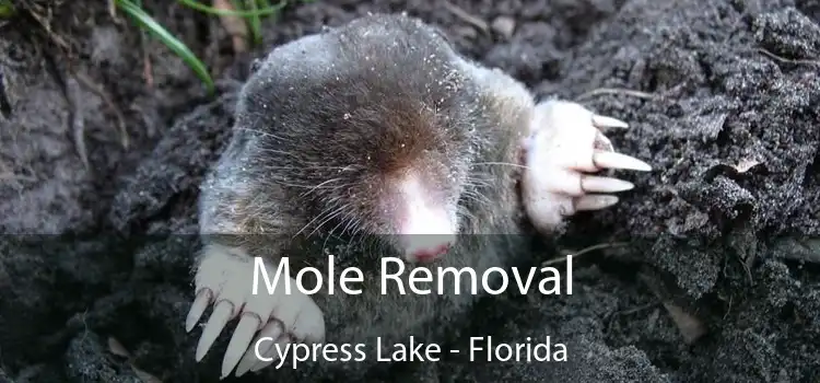 Mole Removal Cypress Lake - Florida