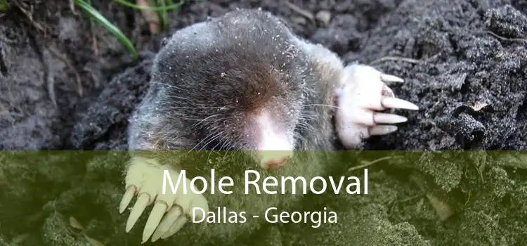 Mole Removal Dallas - Georgia