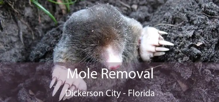 Mole Removal Dickerson City - Florida