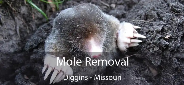 Mole Removal Diggins - Missouri