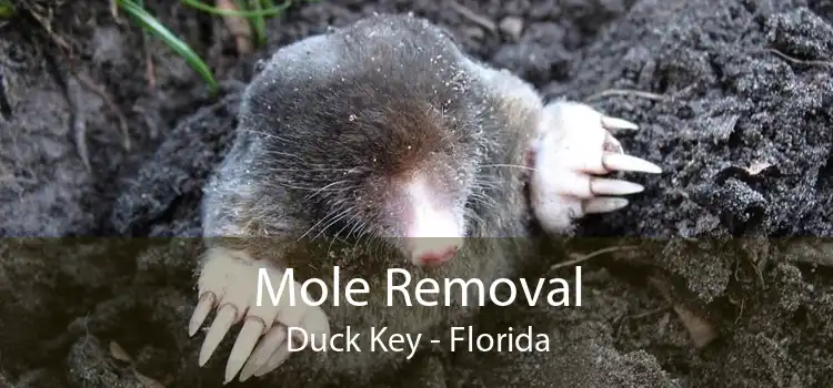 Mole Removal Duck Key - Florida
