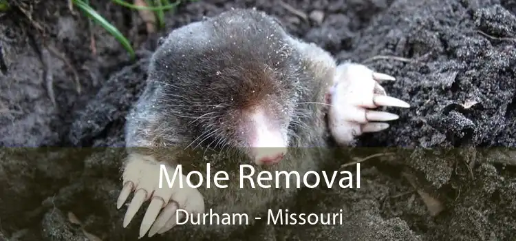 Mole Removal Durham - Missouri