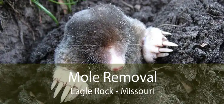 Mole Removal Eagle Rock - Missouri