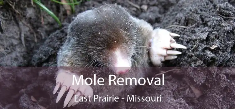 Mole Removal East Prairie - Missouri