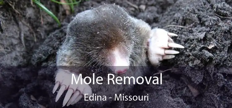 Mole Removal Edina - Missouri