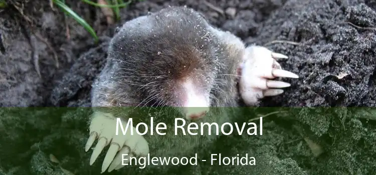 Mole Removal Englewood - Florida