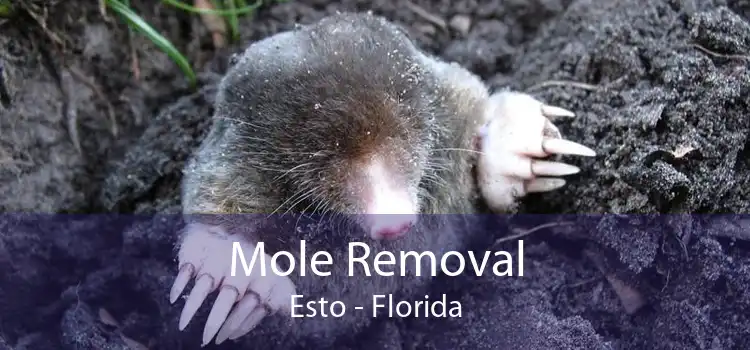 Mole Removal Esto - Florida