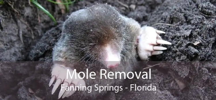 Mole Removal Fanning Springs - Florida
