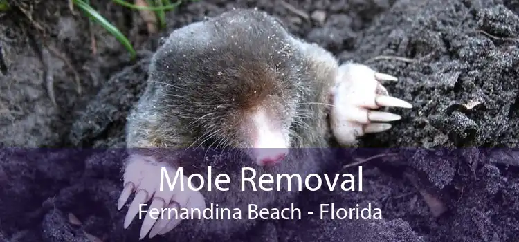 Mole Removal Fernandina Beach - Florida