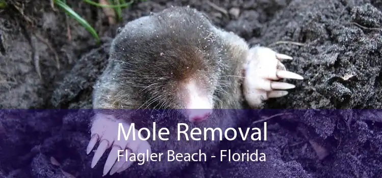 Mole Removal Flagler Beach - Florida