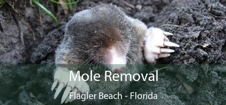 Mole Removal Flagler Beach - Florida