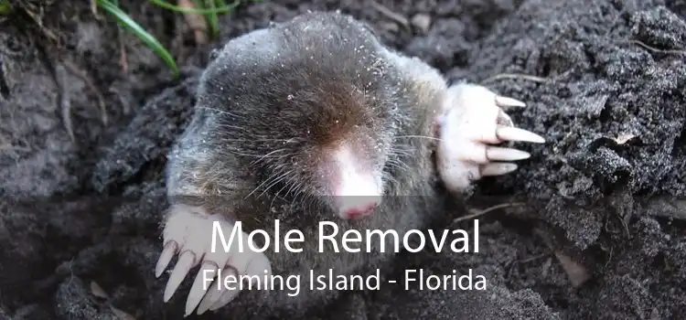 Mole Removal Fleming Island - Florida