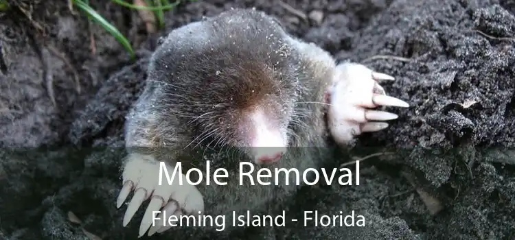 Mole Removal Fleming Island - Florida