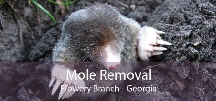 Mole Removal Flowery Branch - Georgia