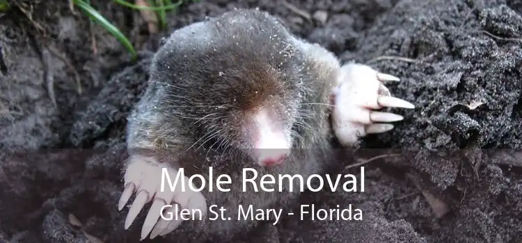 Mole Removal Glen St. Mary - Florida