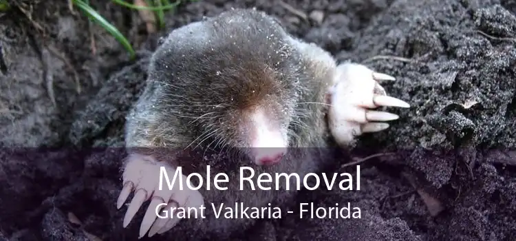 Mole Removal Grant Valkaria - Florida