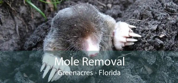 Mole Removal Greenacres - Florida