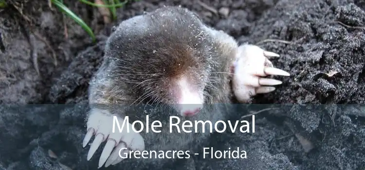 Mole Removal Greenacres - Florida