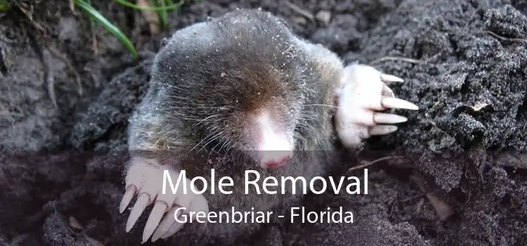 Mole Removal Greenbriar - Florida