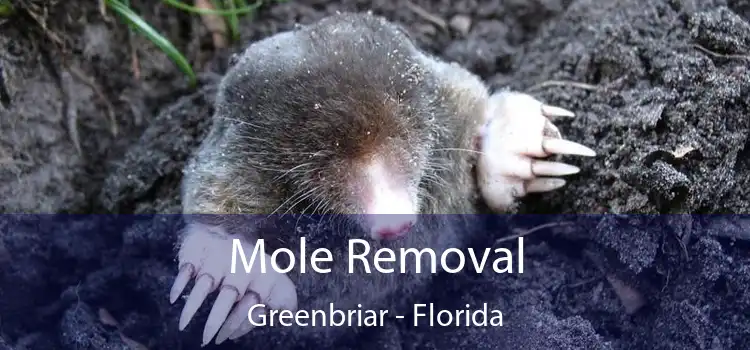 Mole Removal Greenbriar - Florida