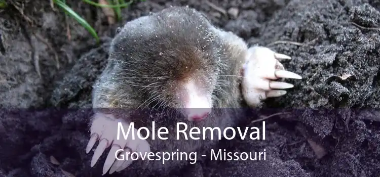 Mole Removal Grovespring - Missouri