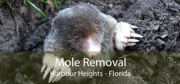 Mole Removal Harbour Heights - Florida