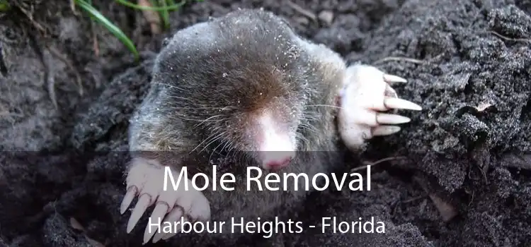 Mole Removal Harbour Heights - Florida