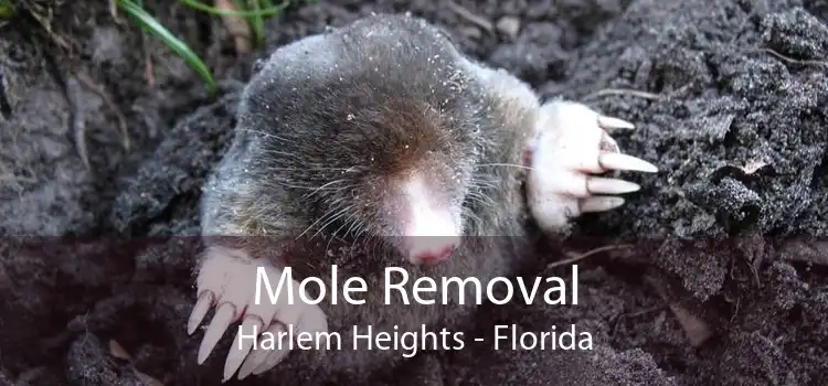 Mole Removal Harlem Heights - Florida
