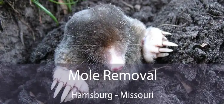 Mole Removal Harrisburg - Missouri