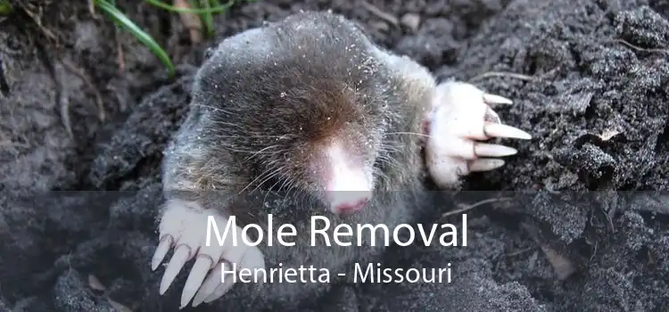 Mole Removal Henrietta - Missouri