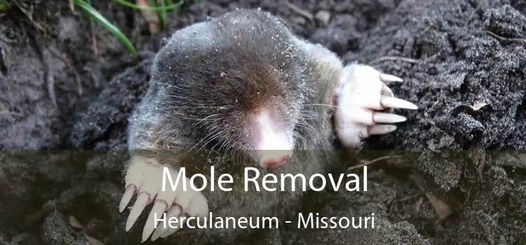 Mole Removal Herculaneum - Missouri