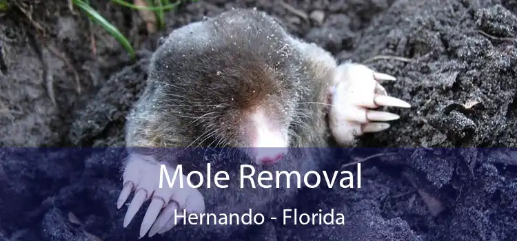 Mole Removal Hernando - Florida