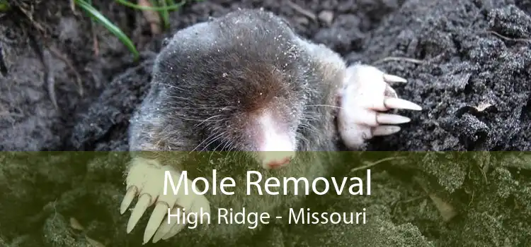 Mole Removal High Ridge - Missouri