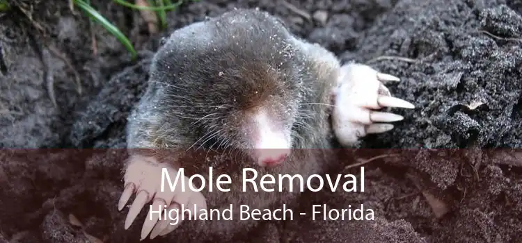 Mole Removal Highland Beach - Florida