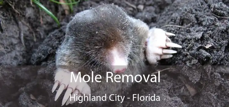 Mole Removal Highland City - Florida