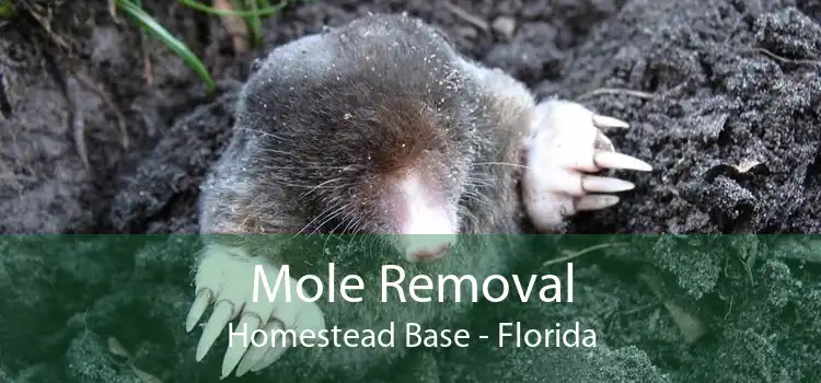 Mole Removal Homestead Base - Florida