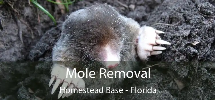 Mole Removal Homestead Base - Florida