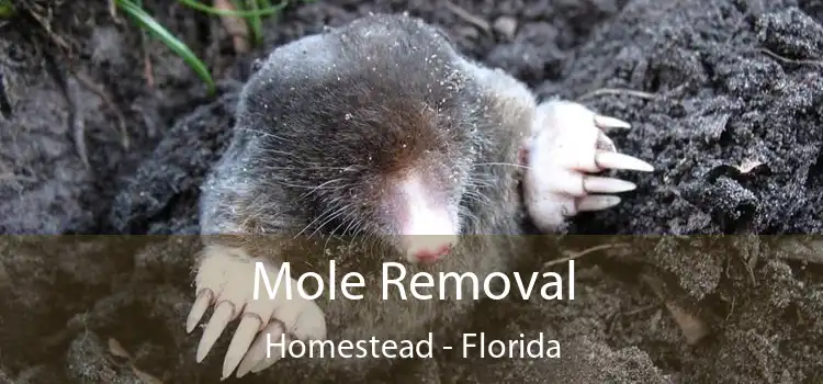 Mole Removal Homestead - Florida