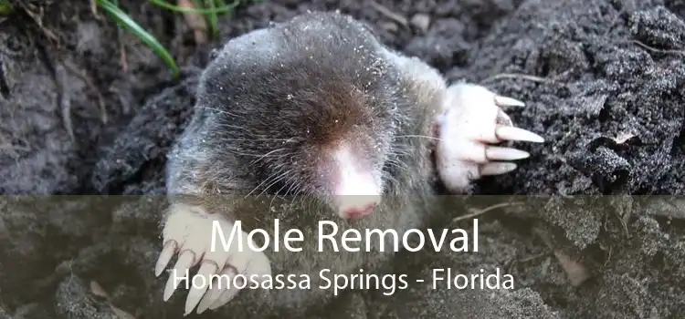 Mole Removal Homosassa Springs - Florida