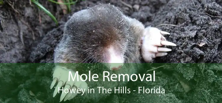 Mole Removal Howey in The Hills - Florida