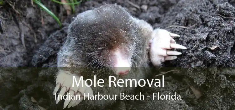 Mole Removal Indian Harbour Beach - Florida