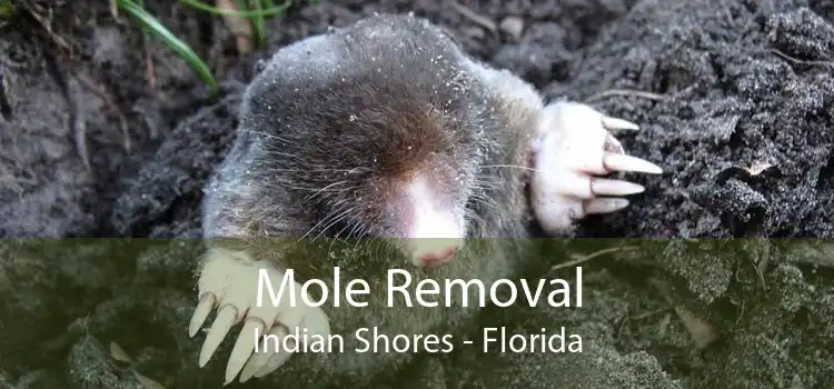 Mole Removal Indian Shores - Florida