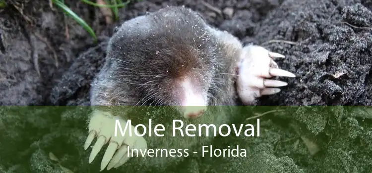 Mole Removal Inverness - Florida