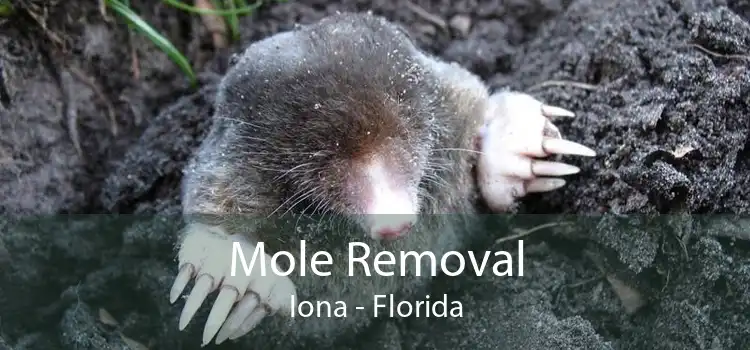Mole Removal Iona - Florida